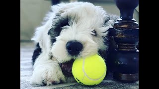 Sheepadoodle Puppies  Sheepadoodles [upl. by Asum930]