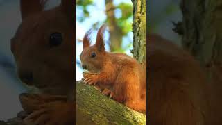 American Squirrel 🐿️ india animals travel [upl. by Ahmed]