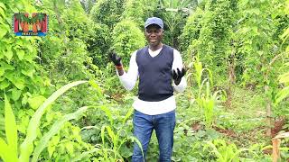 Commercial Yam Farming 5 months Update Our Cover cropping Experiment [upl. by Ilrahc]