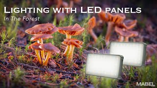 Want STUNNING Mushroom Photos Watch This Fujifilm XH2 Adventure Now [upl. by Euseibbob]