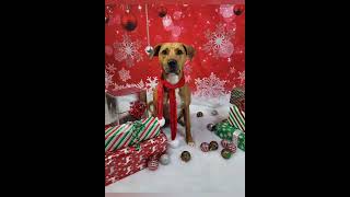 Boss holidayphotoshoot dogdaycarefun dogdaycareadventures dogdaycarelife doggiephotoshoot [upl. by Ennirac117]