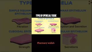 Types Of Epithelial Tissue 🗣️   pharmacy shoerts [upl. by Lamp]