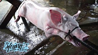 EXTREME COOKING  180 lbs Whole Pig Roast in Bali  Suckling Pig  Babi Guling [upl. by Hendrick]