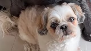 Shih Tzu Attitude Alert [upl. by Mohkos672]