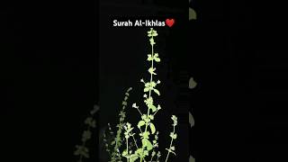 Surah Al Ikhlasislamic islamicstatus shorts viralvideo [upl. by Esyli740]