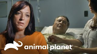 Se traga una cerda de metal  Parásitos Asesinos  Animal Planet [upl. by Nodnelg58]