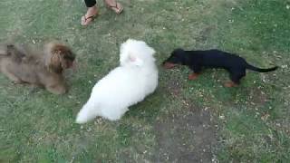 Coton de Tulear puppy diary  Week 9 Friends [upl. by Htenek]