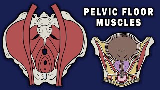 PELVIC FLOOR MUSCLES [upl. by Yanal]