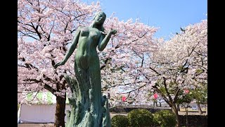 8K HDR 富山 魚津総合公園の桜 ToyamaSakura at Uozu Park [upl. by Lemcke]