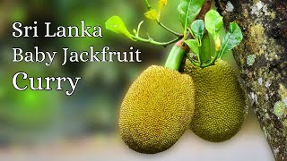 sri lanka Polos curry  traditional baby jackfruit curry  village kitchen recipe amazing food [upl. by Foote759]