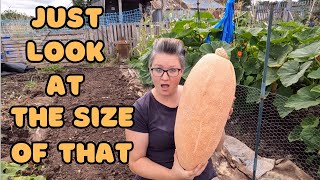 How To Tell When To Harvest A Squash Or Pumpkin Plant Our Uk Allotment plot [upl. by Alberta]