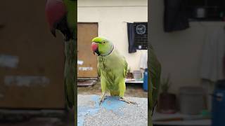 Ringneck Parrot talking New video parrot talking viral video parrot shorts [upl. by Ssegrub]