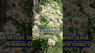 What Is This Flower Feverfew ID and Uses foraging shorts flowers medicinal garden [upl. by Tena221]