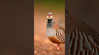 Cute little French partridgeRedlegged partridge wildlife birdsofspain coevolution [upl. by Ahcrop]