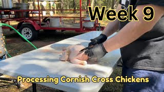 Processing Cornish Cross meat chickens  week 9 [upl. by Braasch521]