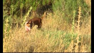 caza del conejo con podencoalbudeite [upl. by Herbst]