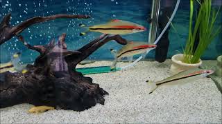 Top 5 Aquarium Schooling Fish  Best shoaling fish recommended for your fish tank [upl. by Stuckey]