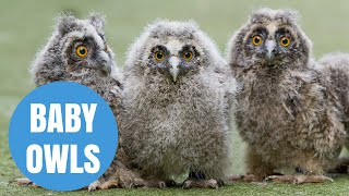 Cute Long Eared Owl Chicks born in Scotland [upl. by Atekin]