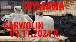 09112024 Garwolin Wystawa i targ gołębi pigeon Pigeonpatterns Pigeonexhibition [upl. by Melvina]