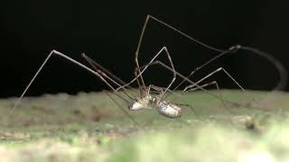 Harvestmen making little harvestmen in UK [upl. by Stavro30]