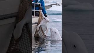 3 HeartStopping Moments When a Mother Whale Calls for Rescue [upl. by Crescen]