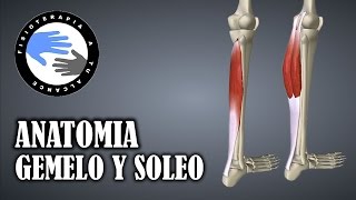 Musculo gemelo y soleo anatomia del triceps sural [upl. by Lindsley]