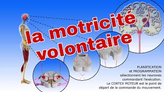 Le cours du système nerveux  la motricité volontaire3AC [upl. by Misak]