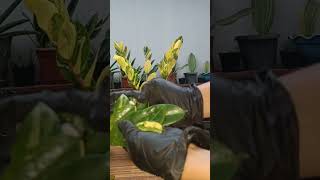 ZZ PLANT LEAF CUTTINGS PROPAGATION PROCESS propagation plantpropagation plantingtips [upl. by Eyla]