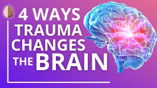 How Trauma and PTSD Change the Brain [upl. by Nelra]