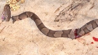 Decapitated Copperhead Snake Still Biting [upl. by Tirzah]