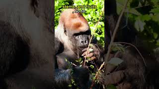 Gorillas Eat 40 LBS Of Plants EACH DAY🦍🦍🦍🌿animals animalfacts shorts [upl. by Claudian756]