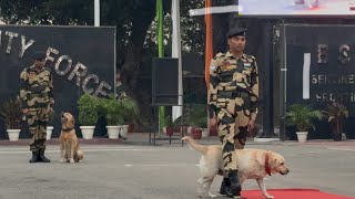 Soldier Dog Shows Amazing 🫢 Skills Trained By BSF At Suchetgarh Border 🇮🇳 Jammu [upl. by Carlie74]