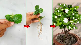 This is What An EXPERT Do  Grow Arabian Jasmine Plant at Home from Cutting [upl. by Gnourt]