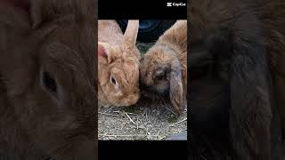 My rabits Goldi and Schlappiviralvideosweet [upl. by Ahtrim]