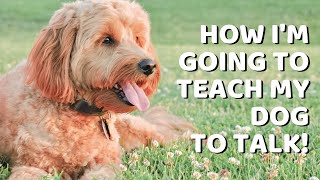 Im Going to Teach My Goldendoodle to Talk [upl. by Lyman244]