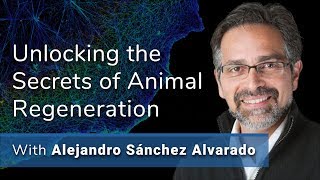 Unlocking the Secrets of Animal Regeneration With Dr Alejandro Sánchez Alvarado [upl. by Warford103]