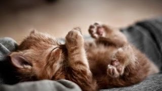 MUSICOTHÉRAPIE Apaisante Pour Chiens et Chats 💙 Douce Musique Pour Dormir Et Calmer Leur Anxiété◾2H [upl. by Modnar]