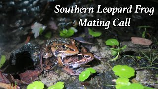 Southern Leopard Frog Mating Call [upl. by Marcellus]