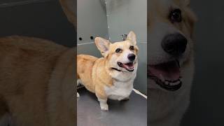 Pooch Bath corgi edition puppy doggroominglife youtubeshorts smallbusiness pets doglover [upl. by Eicram167]