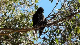 Black Currawong Preening [upl. by Evangelist]