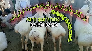 Talagang Dumba mandiTalagang Bakra MandiDomel bakra mandi [upl. by Aikrahs]