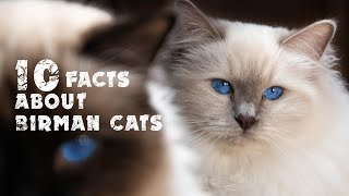 10 facts about Birman Cats [upl. by Jolda434]