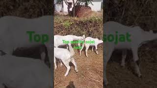 Top quality sojat kids sojat goat farming viralvideo [upl. by Nanon]