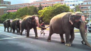 Elephant march [upl. by Rolando]