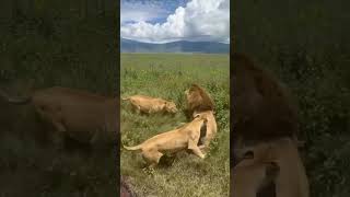 lionesses saves their king from intruder lion hyena elephant cheetah leopard nature wildlife [upl. by Viveca382]