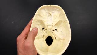 SKELETAL SYSTEM ANATOMY Cranial fossa of the human skull [upl. by Nertie]