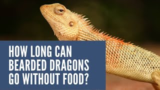 How Long Can Bearded Dragons Go Without Food [upl. by Nnylyak]