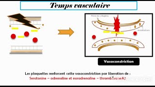 Hémostase primaire [upl. by Namrak]