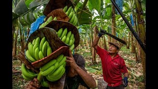 Come On In to Coobana Banana Farm  360°  Fairtrade Foundation [upl. by Aniz729]