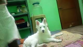 Indian Spitz Dog 2024  Indian spitz dog Tommy Vlog  Indian spitz dog [upl. by Jaynes17]